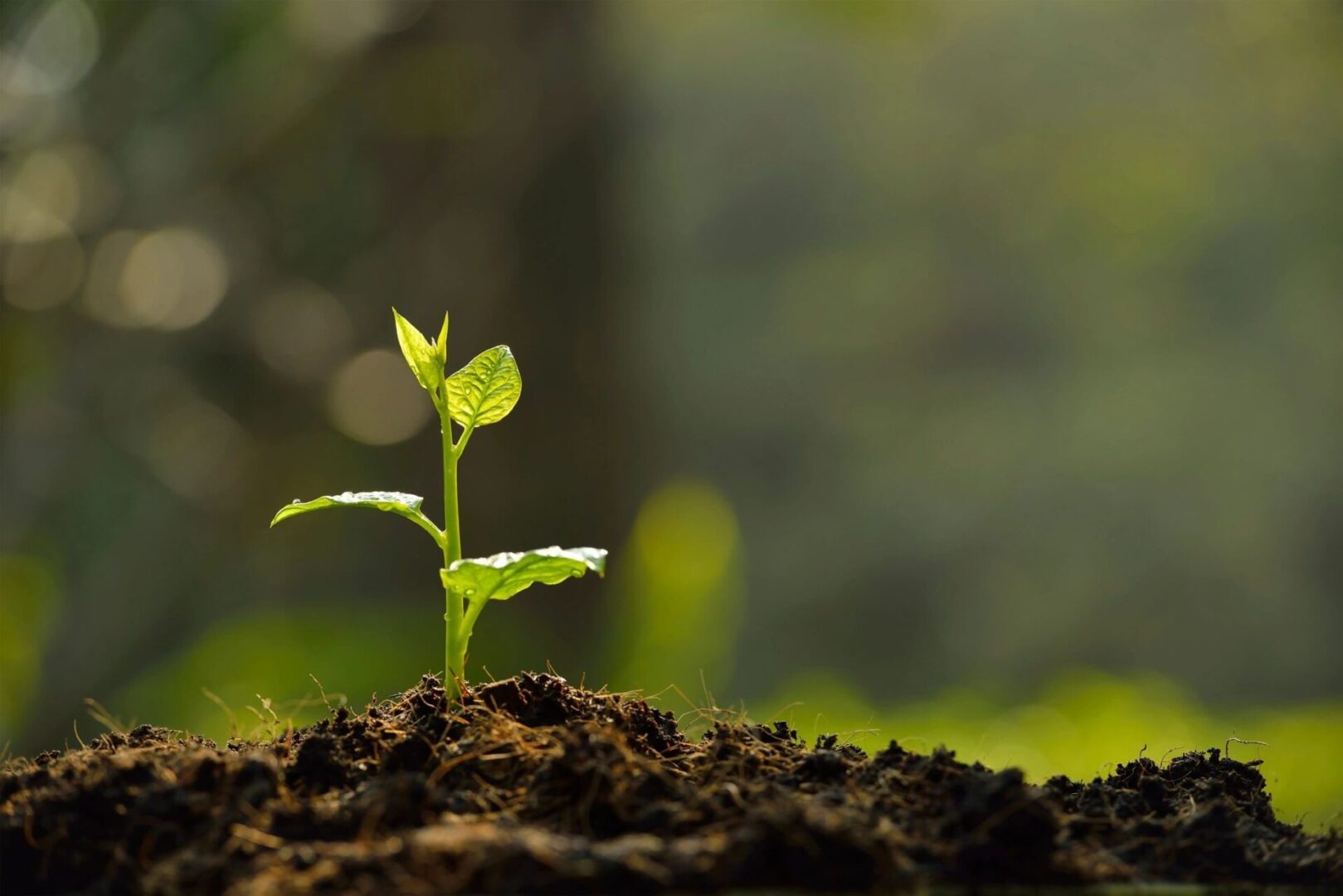 PM Workshop 12/8-Selection, Planting, Maintenance, and Common Issues of Woody Plants in the Landscape